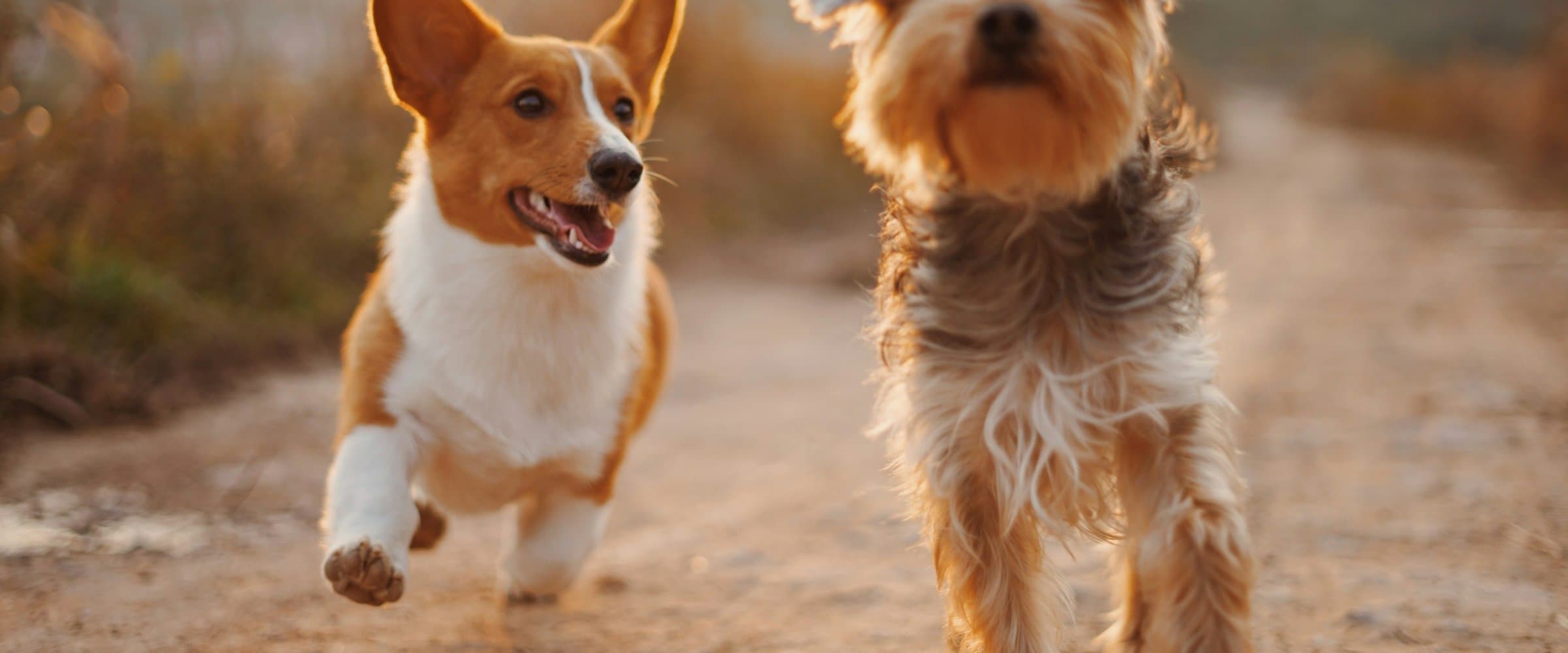 Happy Pets