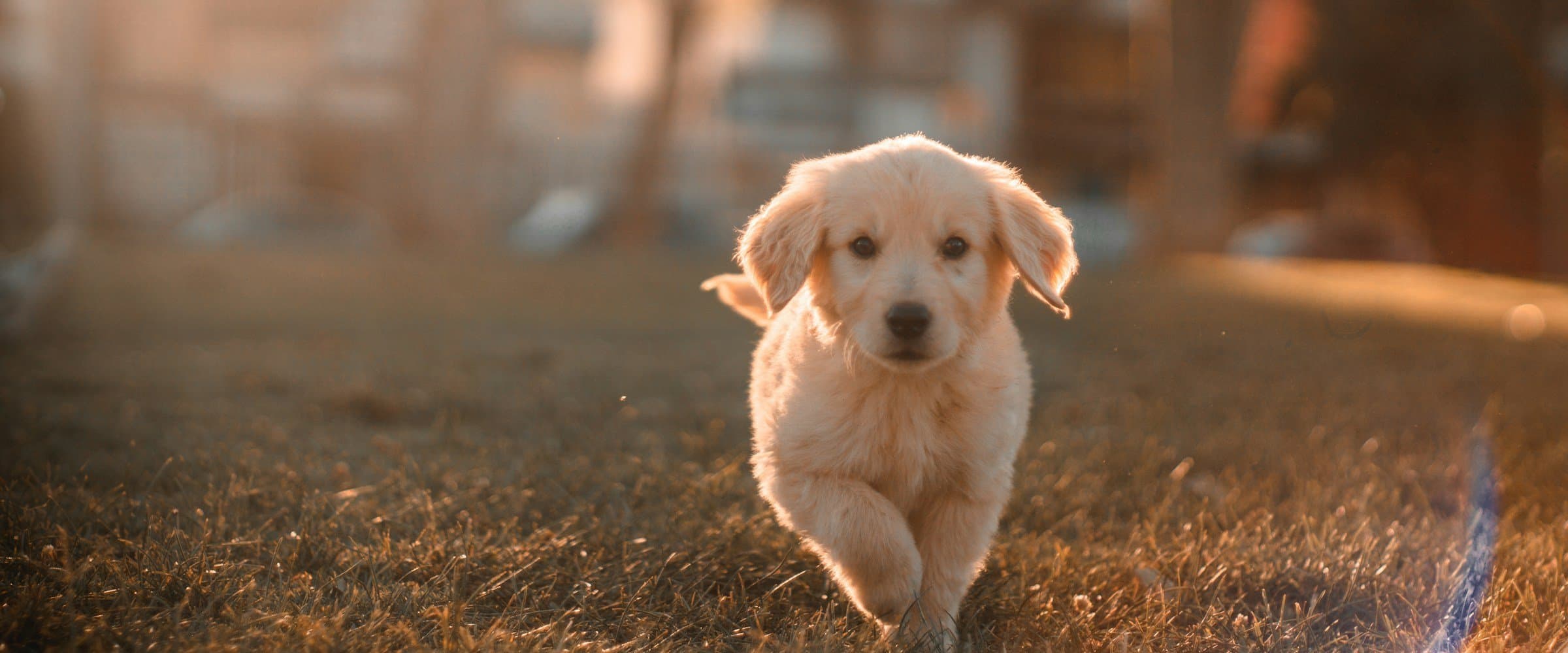 Everything For Every Pet